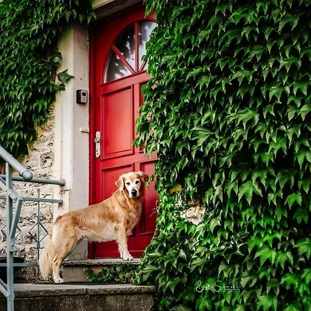 Rote Sau * Herrentierbach